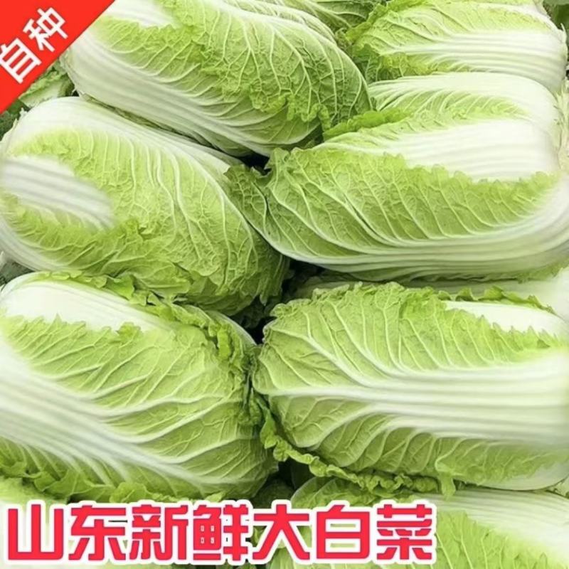 【山东大白菜】新鲜农家黄心现摘青菜整颗白菜商超品质