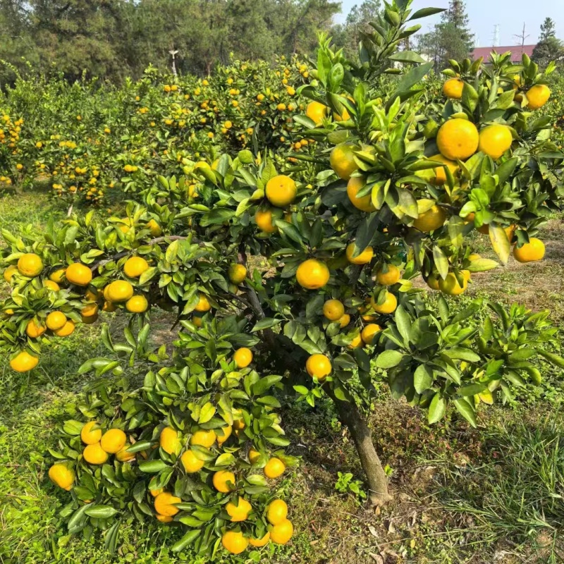 雪峰蜜桔湖南发货水分充足质量保证价格商量进店咨询