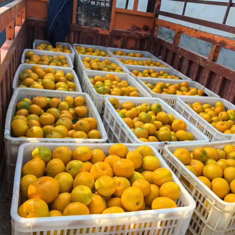 雪峰蜜桔湖南发货水分充足质量保证价格商量进店咨询