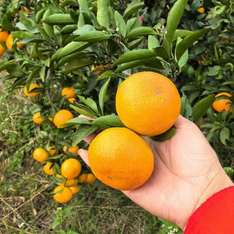 雪峰蜜桔湖南发货水分充足质量保证价格商量进店咨询