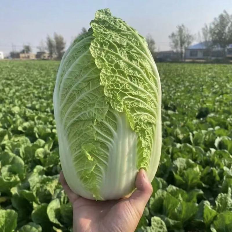 兰陵县常年大量供应精品黄心大白菜，规格3-5，4-6，