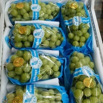 葡萄巨峰葡萄品质保障产地直供一手货源量大从优欢迎咨询