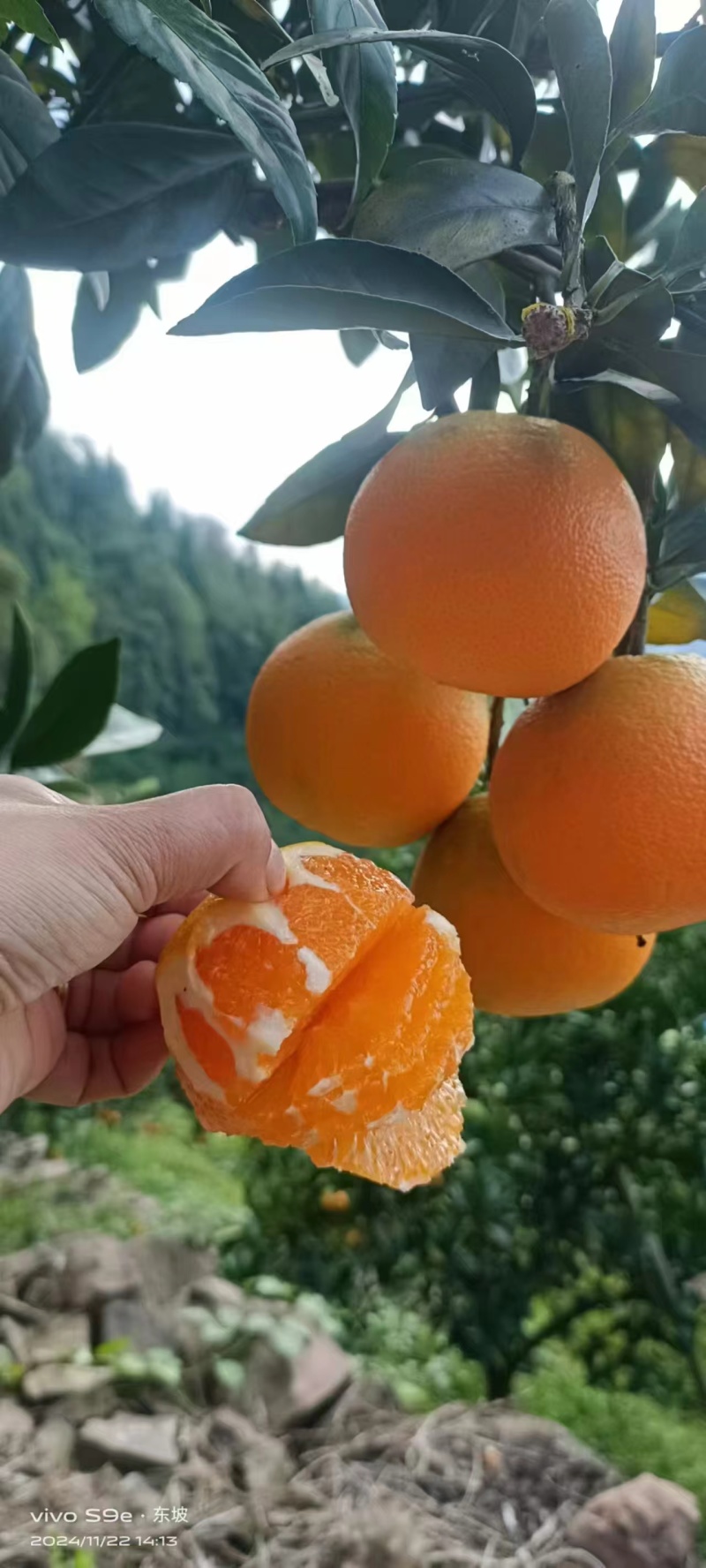 【新客折扣大】中华血橙品质保证水分充足价格合理