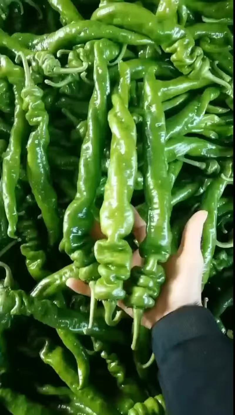 【精品】广东大螺丝椒，盖蓬种植，规格齐全，对接全国市场