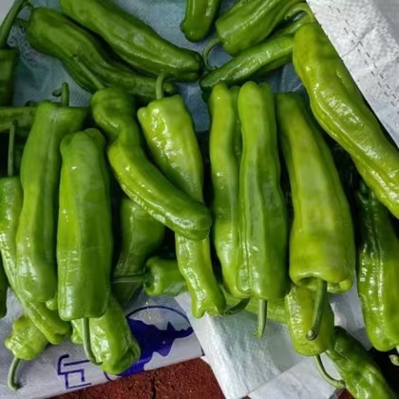 广东苏椒，薄皮椒，精品辣椒，品质好，以质论价，量大从优