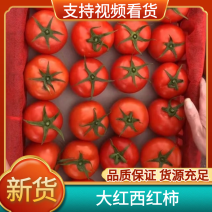 《西红柿》大红西红柿质量优口感好诚信经营货源充足