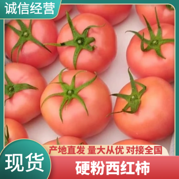 精品西红柿硬粉西红柿品质保证量大从优欢迎来电咨询