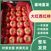 西红柿大红西红柿基地直发货源充足品质保证