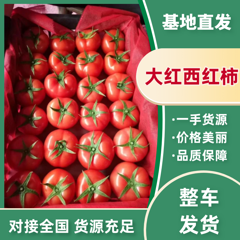 西红柿大红西红柿基地直发货源充足品质保证
