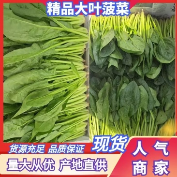 菏泽单县菠菜大叶菠菜大量供一手货源专业代办代发诚信经营