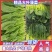 菏泽单县菠菜大叶菠菜大量供一手货源专业代办代发诚信经营