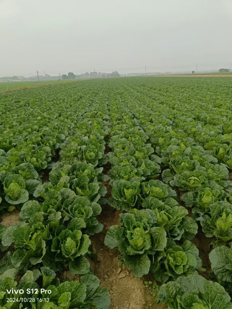 大白菜大量上市，全国发货，量大从优，可视频看货，欢迎咨询