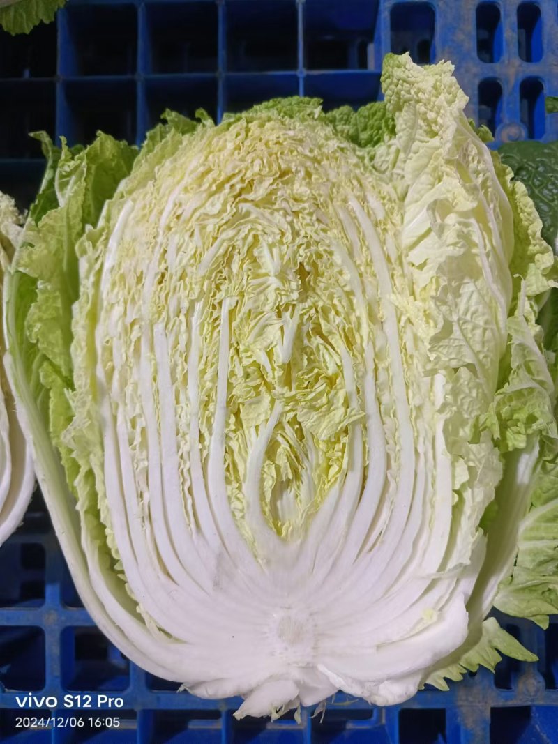 大白菜大量上市，全国发货，量大从优，可视频看货，欢迎咨询