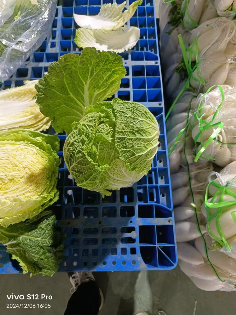 大白菜大量上市，全国发货，量大从优，可视频看货，欢迎咨询