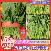 山东菏泽小叶菠菜大量供应品质保证一手货源专业批发欢迎来电