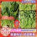 山东菏泽小叶菠菜大量供应品质保证一手货源专业批发欢迎来电