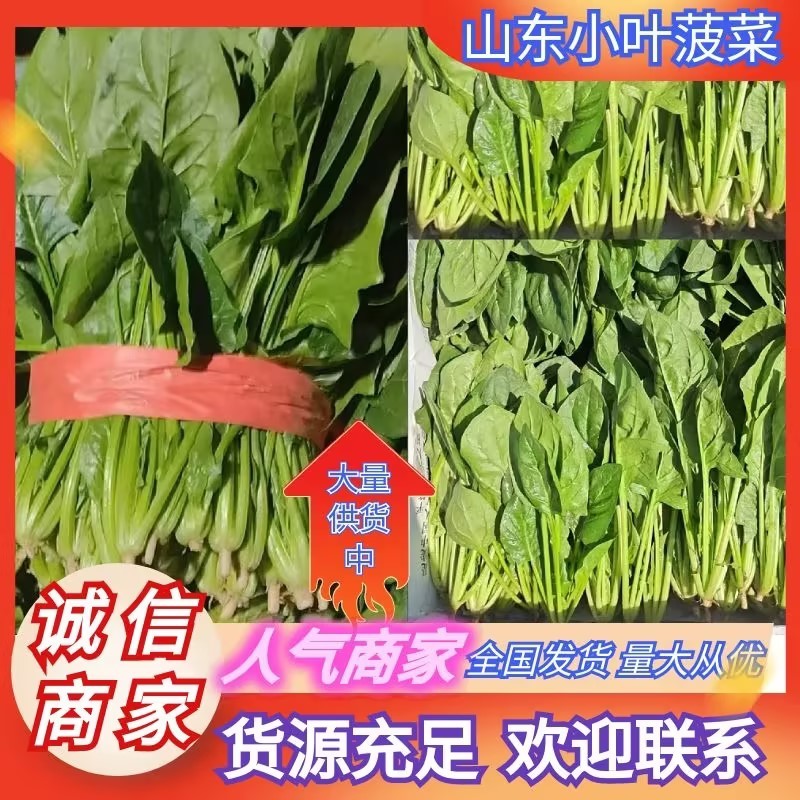 山东菏泽小叶菠菜大量供应品质保证一手货源专业批发欢迎来电