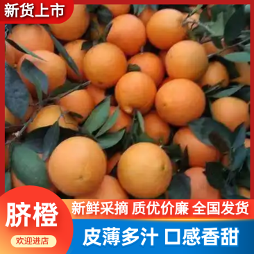 脐橙湖北橙子产地直发一手货源新鲜应季水果批发