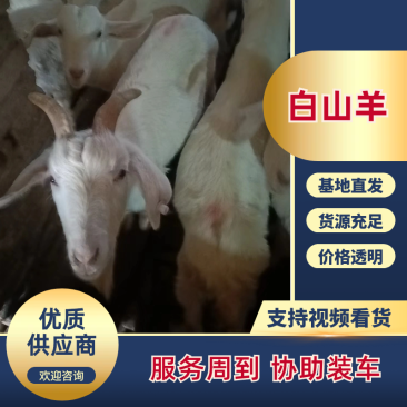 湖北土山羊，自家养殖，整只出售，可视频看货