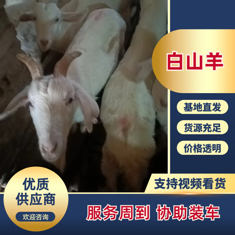 湖北土山羊，自家养殖，整只出售，可视频看货