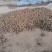 二年改良白术籽基地直发保质保量供货批发零售