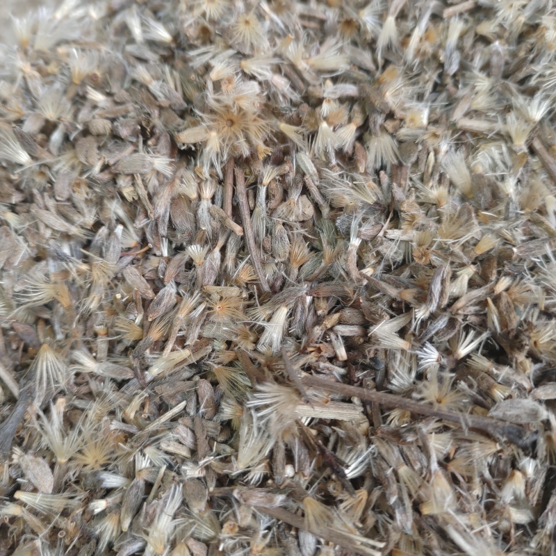 二年改良白术籽基地直发保质保量供货批发零售