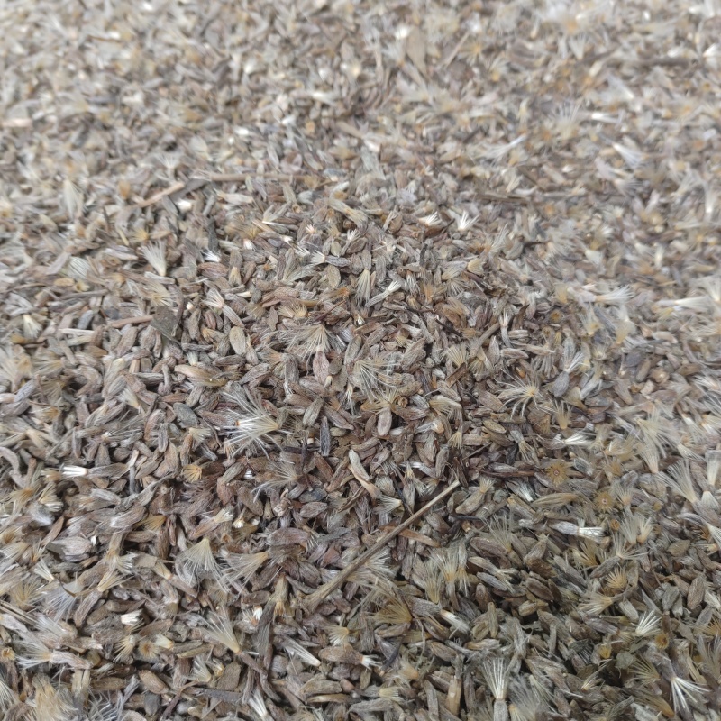 二年改良白术籽基地直发保质保量供货批发零售