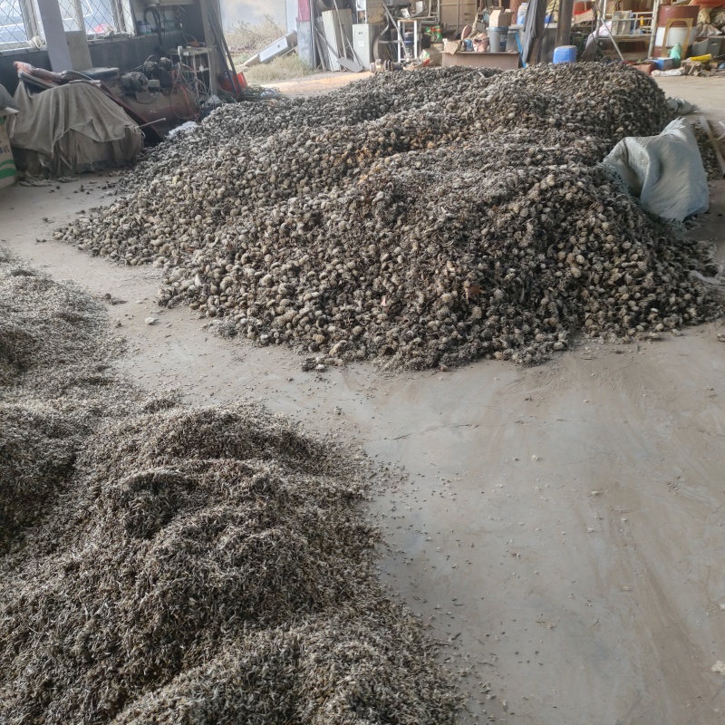 二年改良白术籽基地直发保质保量供货批发零售