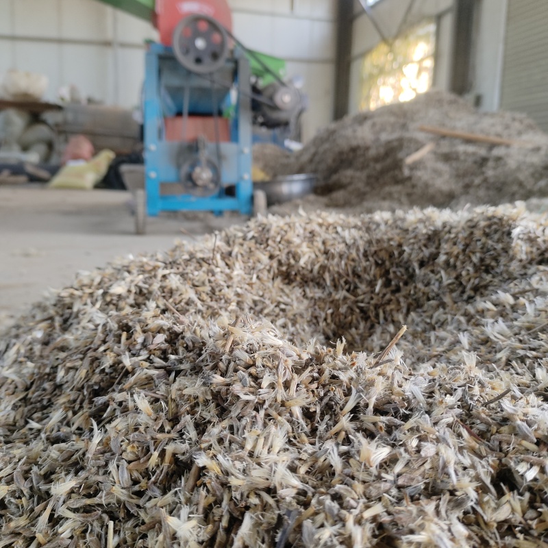 二年改良白术籽基地直发保质保量供货批发零售