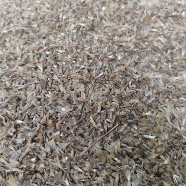 白术二年改良籽保质保量供货批发零售对接全国