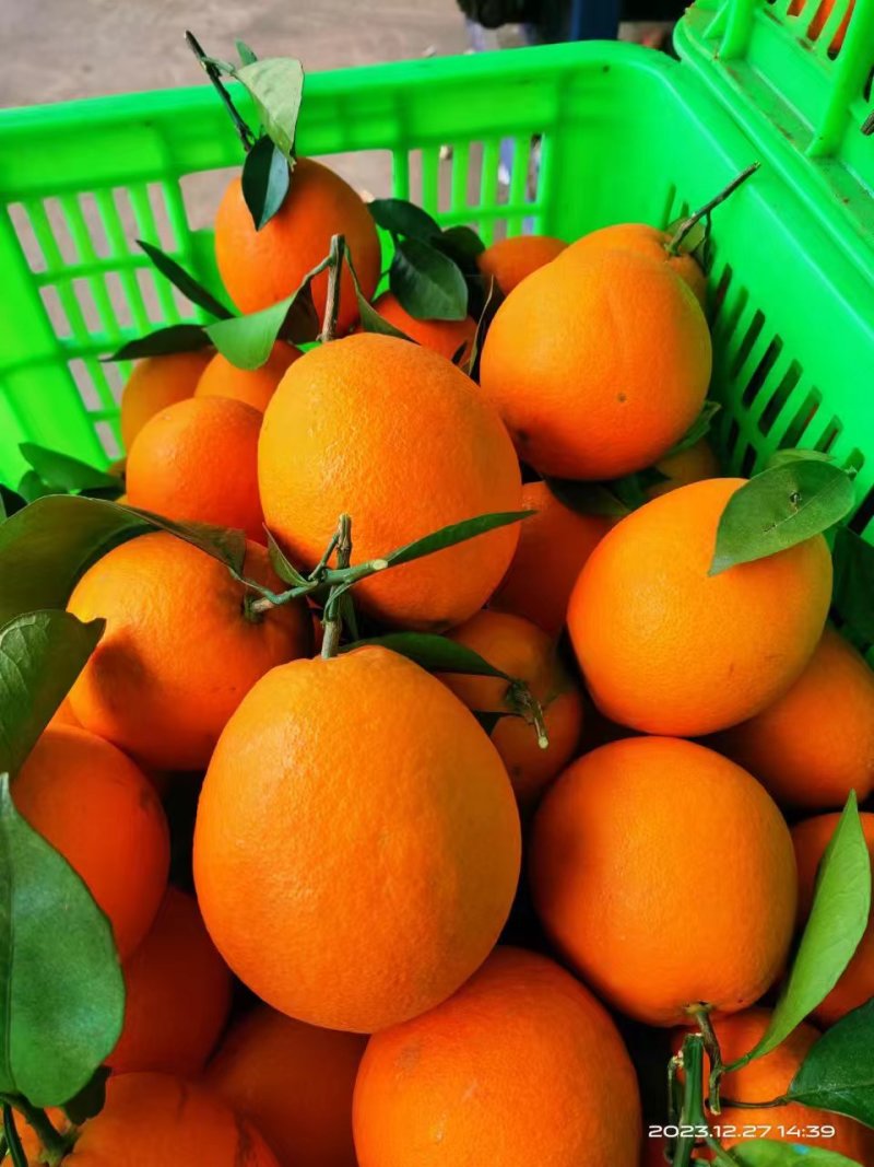 夏橙，发货快质量好入口即化易化渣果园