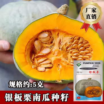 银板栗南瓜种子早熟果肉深橙黄肉质细粉甘甜