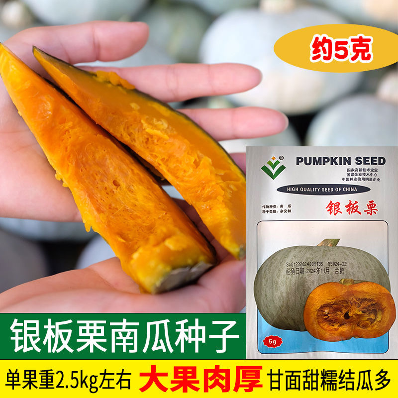 银板栗南瓜种子早熟果肉深橙黄肉质细粉甘甜