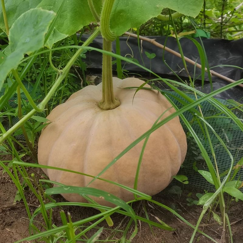 荃银吉祥南瓜种子果粉重肉橙黄红色肉厚质粉