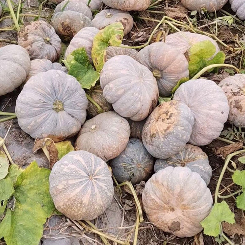 荃银吉祥南瓜种子果粉重肉橙黄红色肉厚质粉