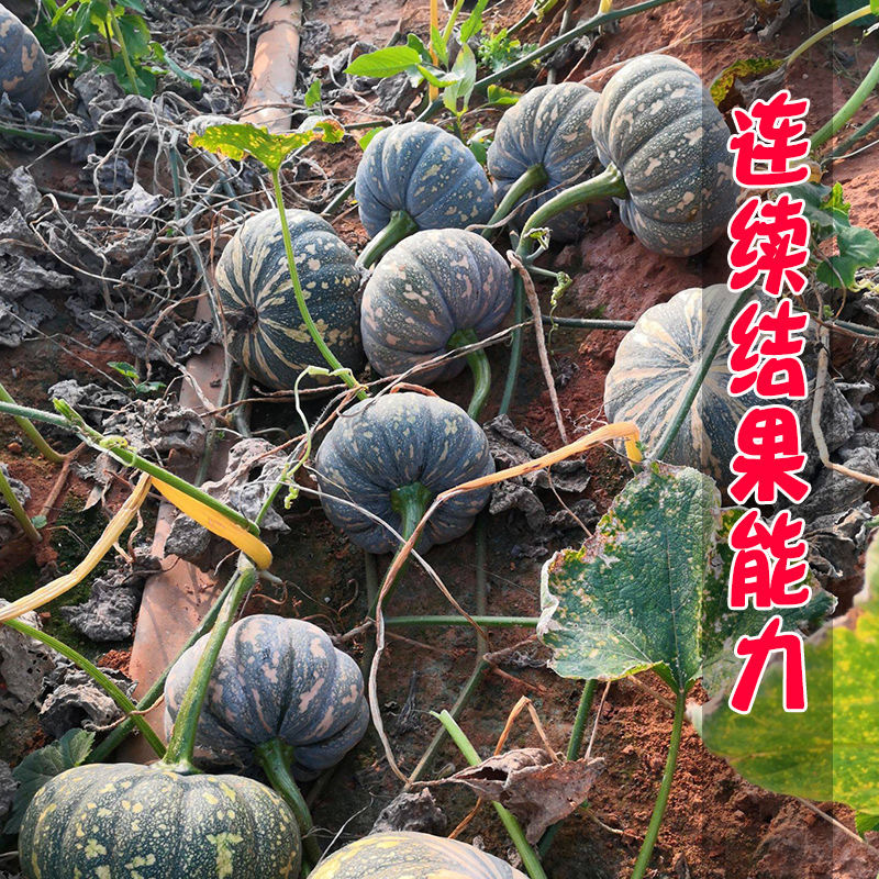 荃银吉祥南瓜种子果粉重肉橙黄红色肉厚质粉