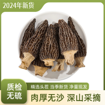 云南羊肚菌源头货源进店优惠诚信经营品质好的很