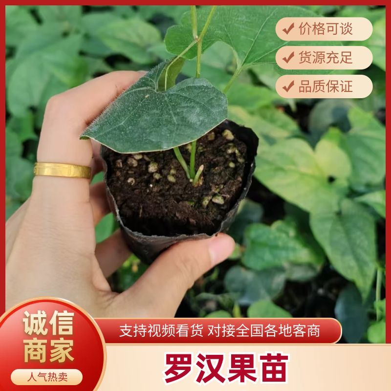 罗汉果果苗带杯发货量大价优基地直发保质保量欢迎选购