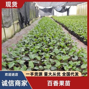百香果钦密九号！百香果苗，罗汉果苗