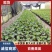 百香果钦密九号！百香果苗，罗汉果苗