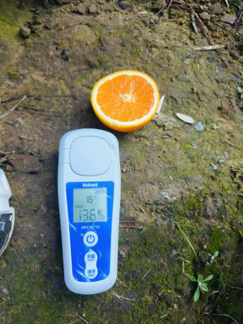 湖北九月红果冻橙源头产地现摘新鲜应季箱装果肉细腻多汁