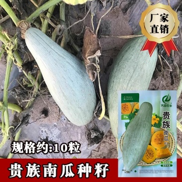 贵族南瓜种子肉厚深黄软糯香甜口感细腻