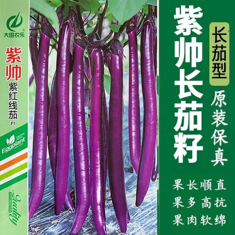 紫帅紫红线茄种子早熟果实细长果型顺直肉质细嫩