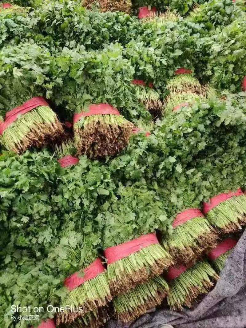 香菜大量上市产地直发价格美丽对接各大商超欢迎咨询