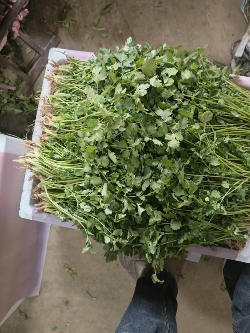 香菜大量上市产地直发价格美丽对接各大商超欢迎咨询