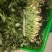 香菜大量上市产地直发价格美丽对接各大商超欢迎咨询