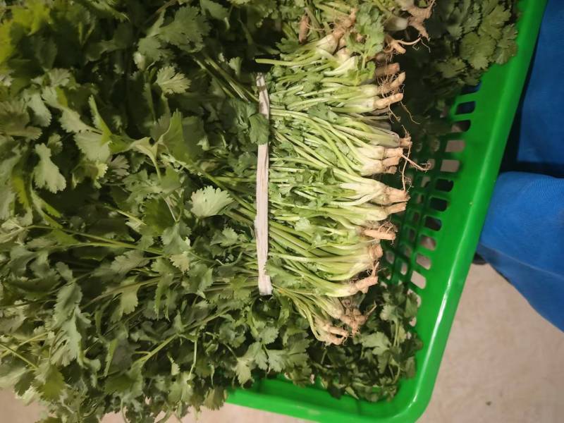 香菜大量上市产地直发价格美丽对接各大商超欢迎咨询