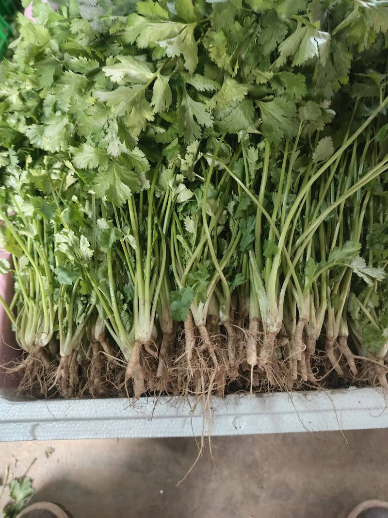 香菜大量上市产地直发价格美丽对接各大商超欢迎咨询