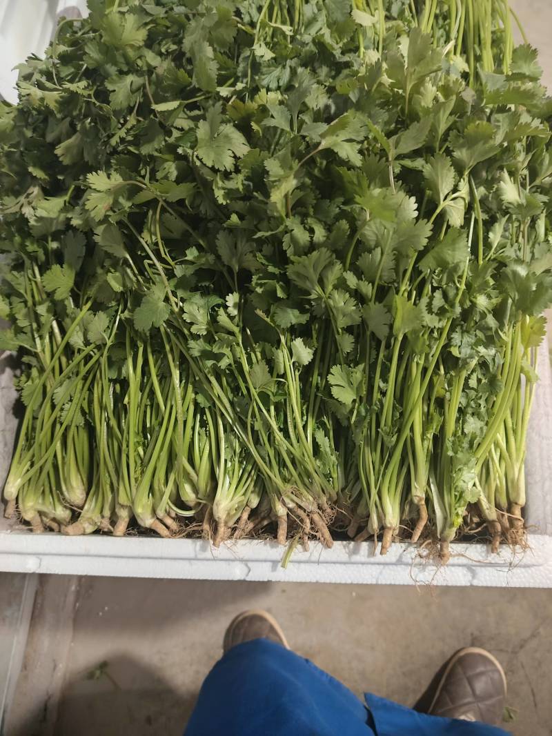 香菜大量上市产地直发价格美丽对接各大商超欢迎咨询