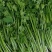 香菜大量上市产地直发价格美丽对接各大商超欢迎咨询